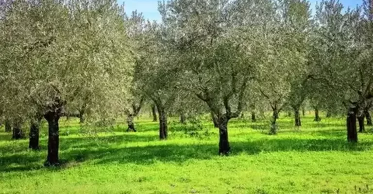 Gemlik olive trees